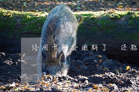 信用卡网贷逾期了 还能借款 信用卡网贷逾期了 还能借款